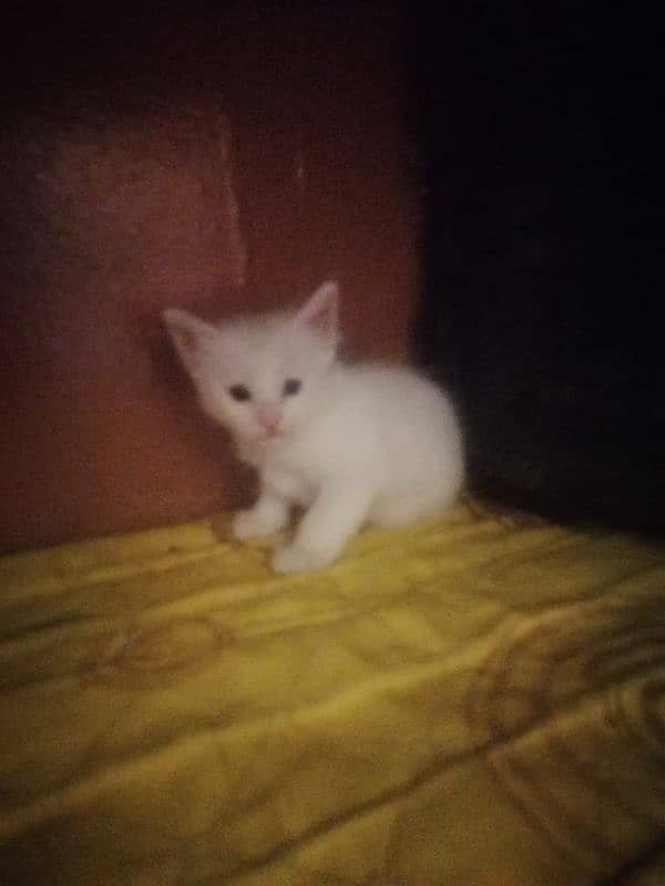 white Persian cat Baby washroom train 3