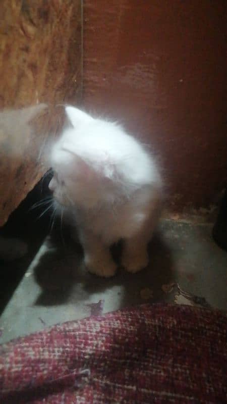 white Persian cat Baby washroom train 6