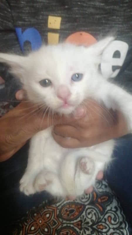 white Persian cat Baby washroom train 7