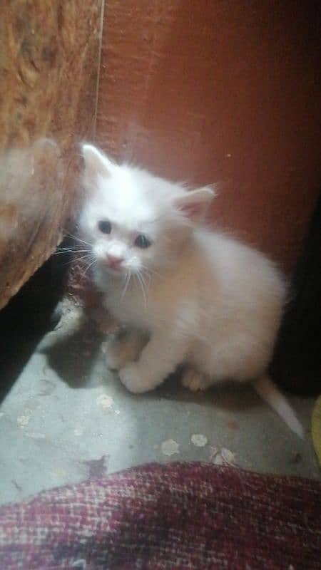 white Persian cat Baby washroom train 8