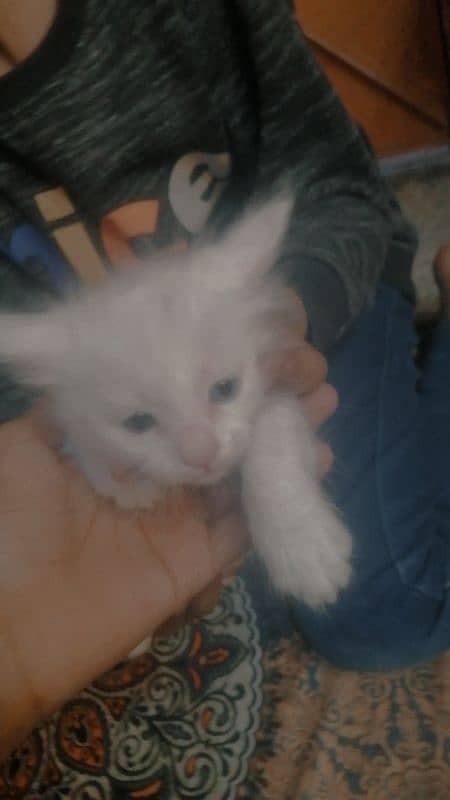 white Persian cat Baby washroom train 9