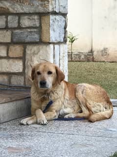 Labrador female dog