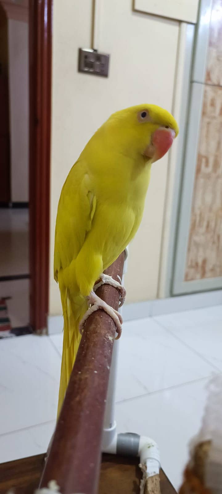 Yellow Ringneck for Sale 0