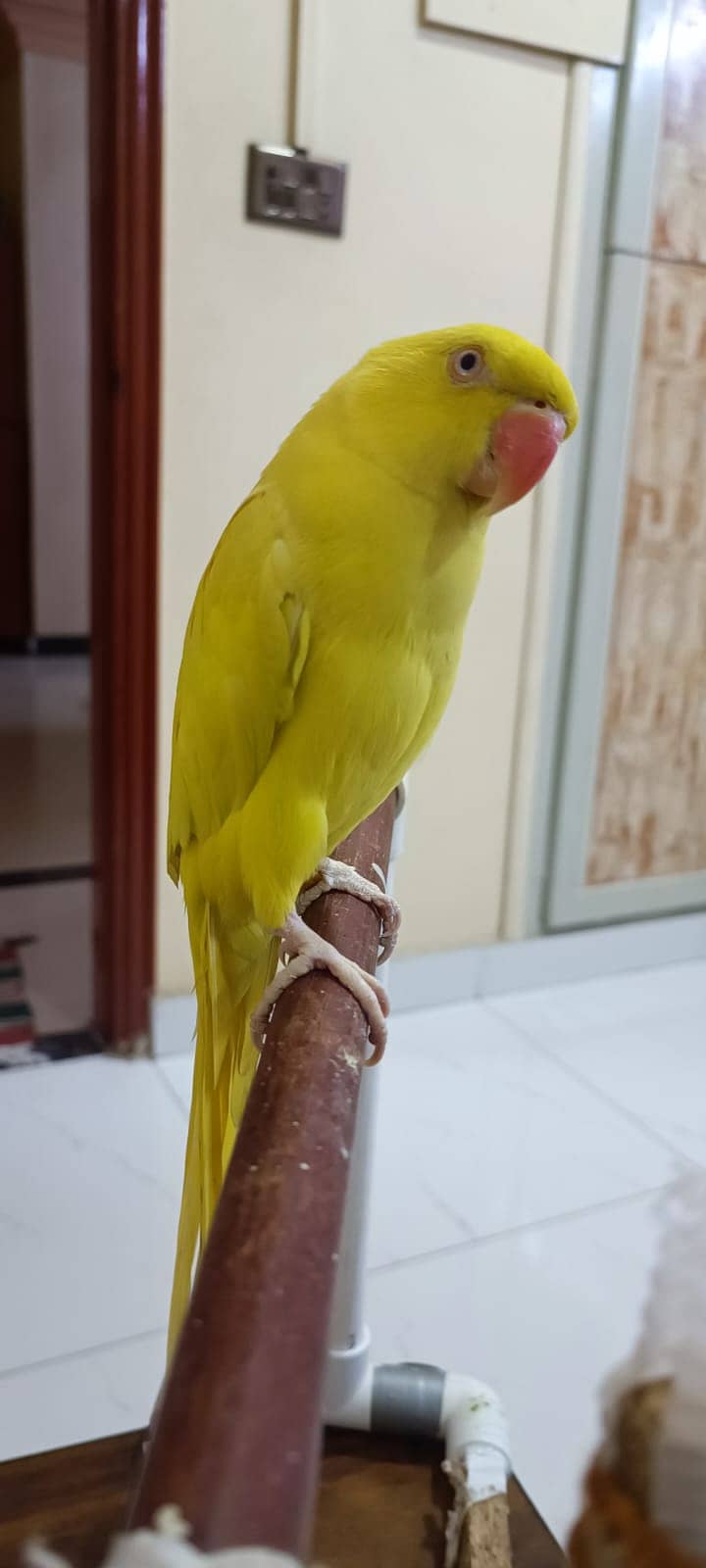 Yellow Ringneck for Sale 1