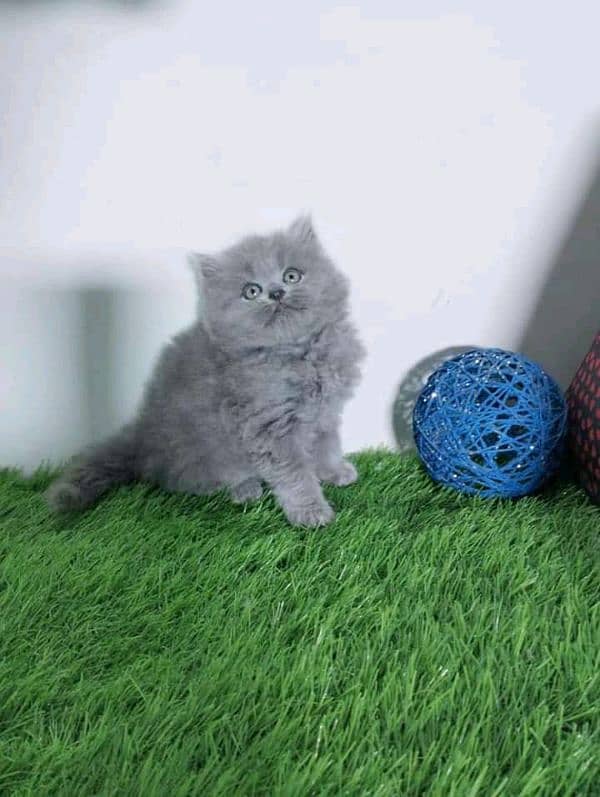 Persian kittens for sale Only contact whatup number 03292450497 9