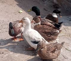 Ducks