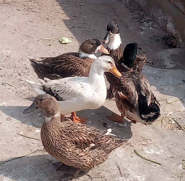 Ducks 1