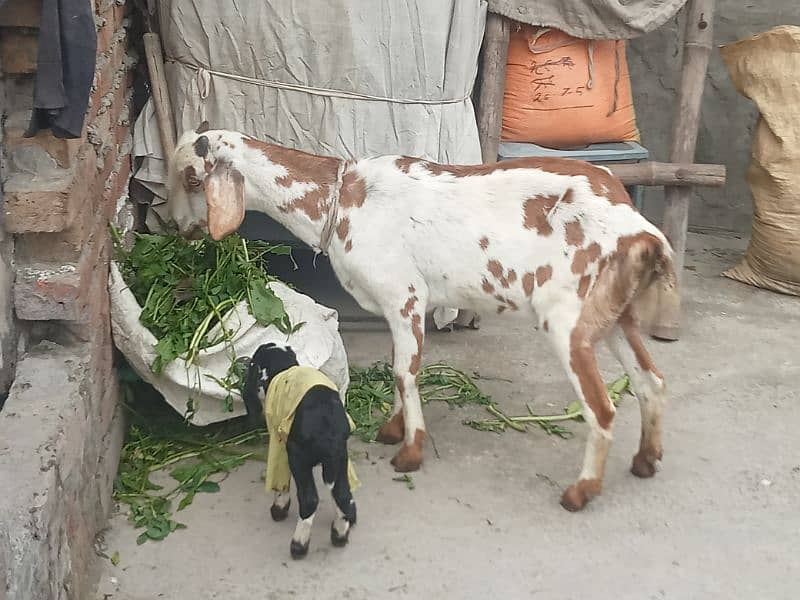 Desi caros bakri sath female kids 0