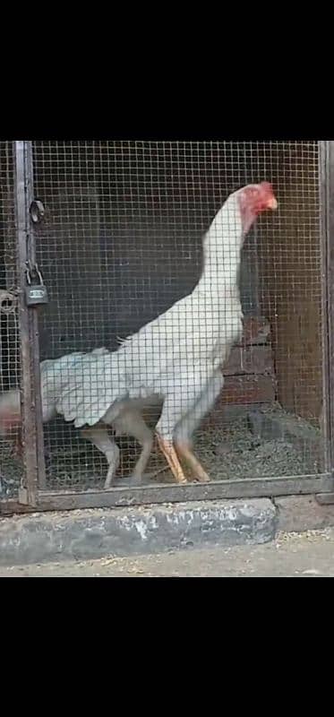 High Class O SHAMU For sale 6