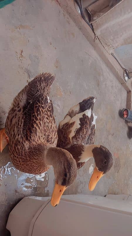 pair duck 4