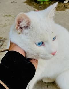 Russian male cat for sale