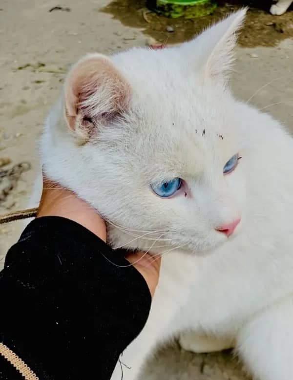 Russian male cat for sale 0