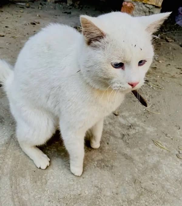 Russian male cat for sale 2