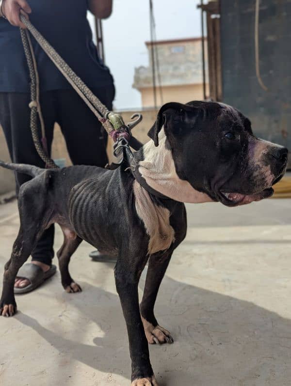 American bully for adoption 3