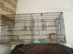 Australian parrot breeder 7 peace hai sath mein Pinjra bhi hai