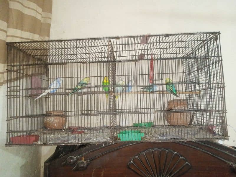 Australian parrot breeder 7 peace hai sath mein Pinjra bhi hai 1