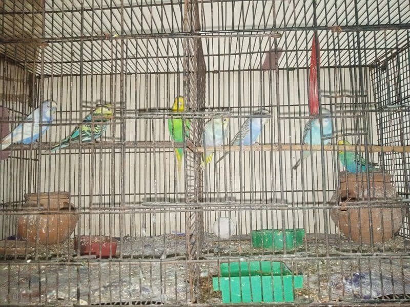 Australian parrot breeder 7 peace hai sath mein Pinjra bhi hai 2