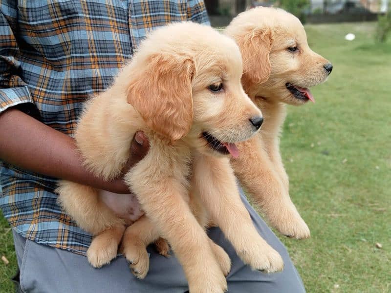 American Golden Retriever Female pups 0