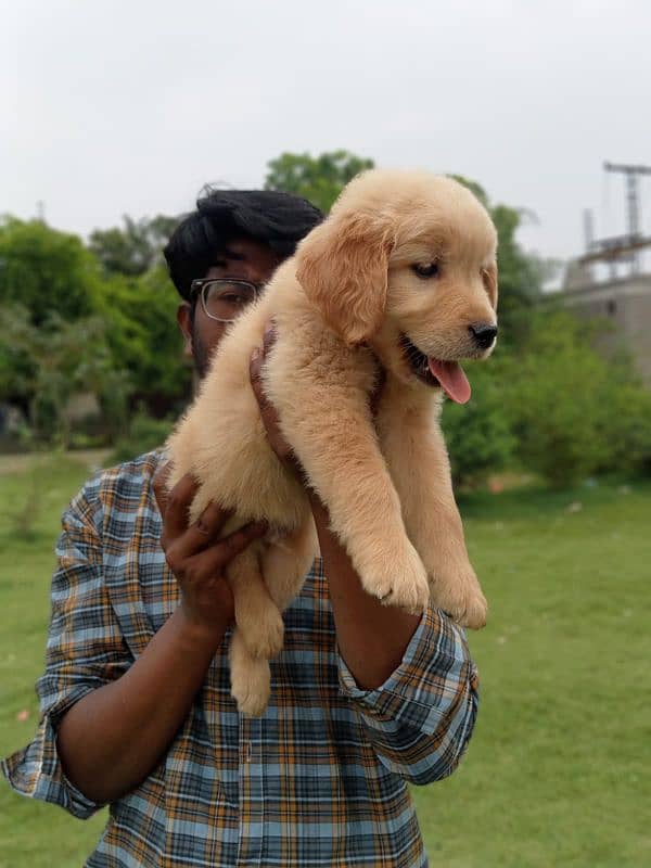 American Golden Retriever Female pups 2