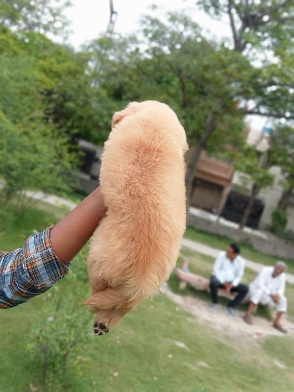 American Golden Retriever Female pups 4