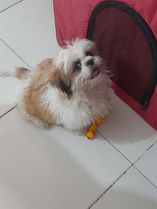 Shihtzu Female 0