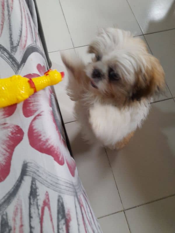 Shihtzu Female 2