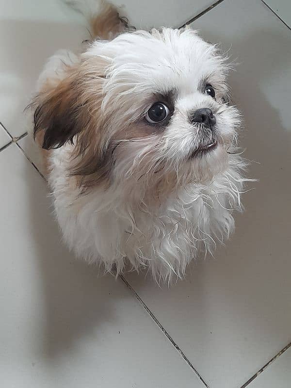 Shihtzu Female 3