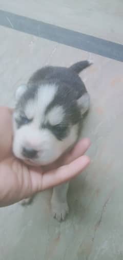 sibarian husky puppies