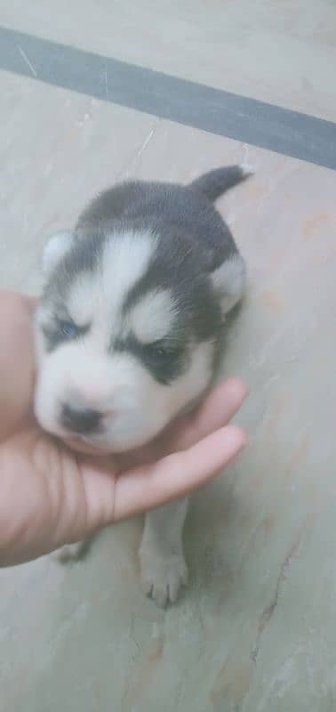 sibarian husky puppies 0