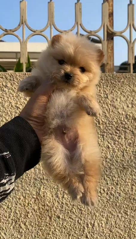 Top Quality teacup size Pomeranian puppy 0