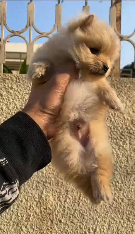 Top Quality teacup size Pomeranian puppy 1