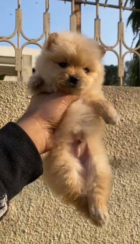 Top Quality teacup size Pomeranian puppy 2