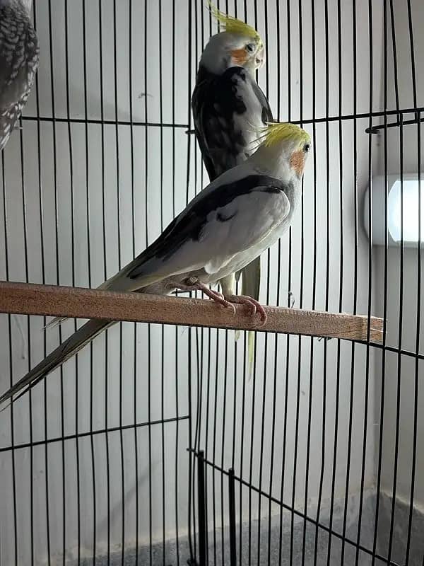 Cockatiels with II grey cocktails PAIR for sale +92 3/41 68870/08 0