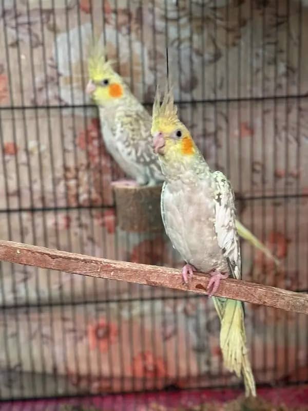 Cockatiels with II grey cocktails PAIR for sale +92 3/41 68870/08 3