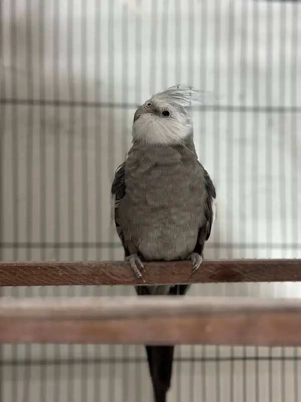 Cockatiels with II grey cocktails PAIR for sale +92 3/41 68870/08 8