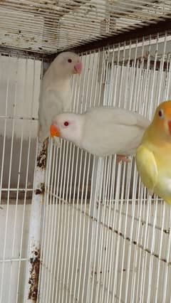 Albino Red Eye, Cremino, Parblue ino, Lotino