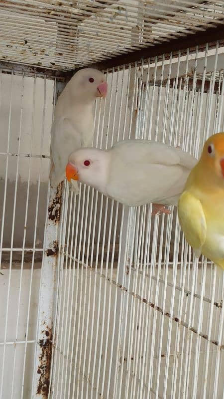 Albino Red Eye, Cremino, Parblue ino, Lotino 0