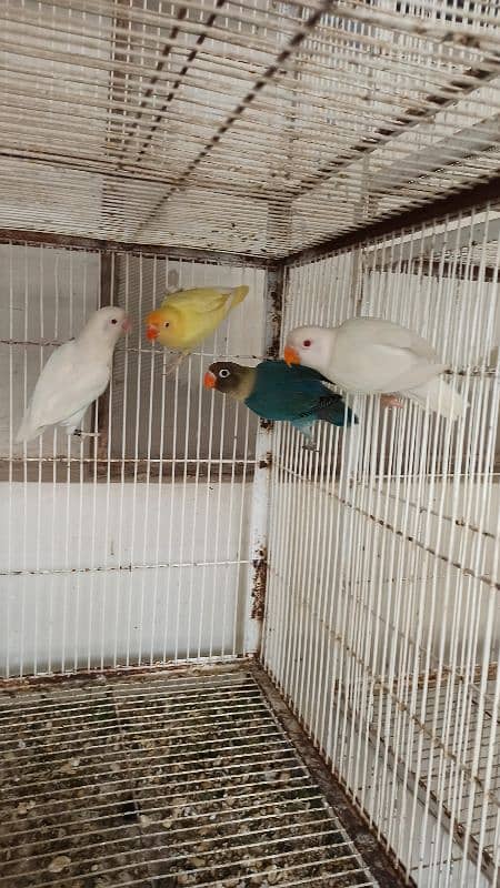 Albino Red Eye, Cremino, Parblue ino, Lotino 4