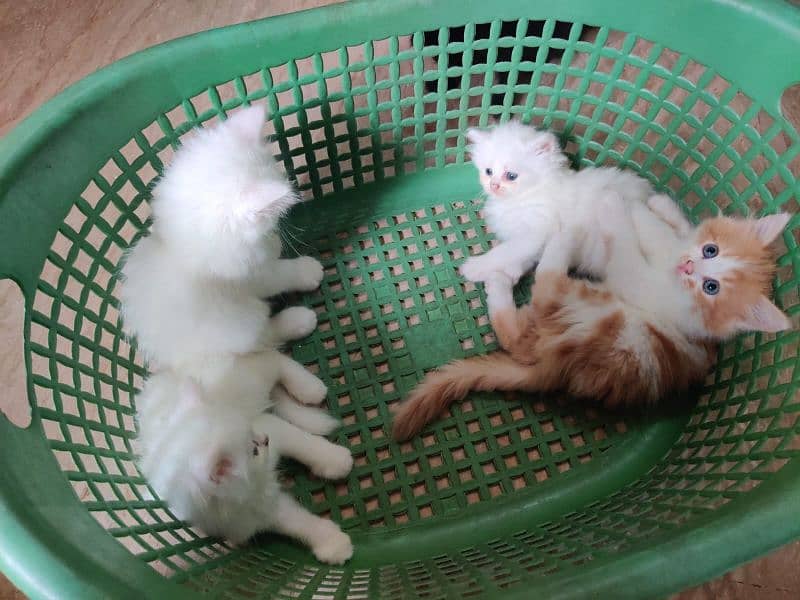 Triple coated Persian kittens 2