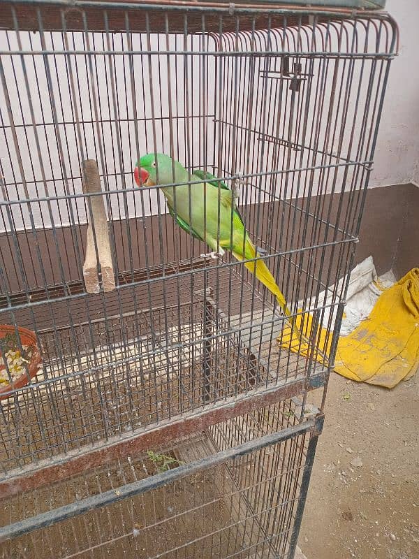 Alexendrine / Raw / Pahari / Kashmiri Parrot  for Sale 1