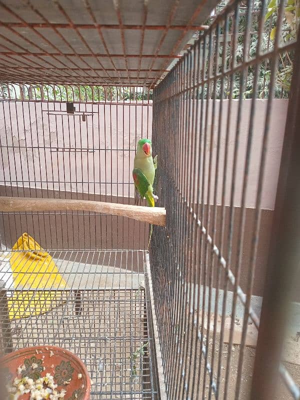 Alexendrine / Raw / Pahari / Kashmiri Parrot  for Sale 2