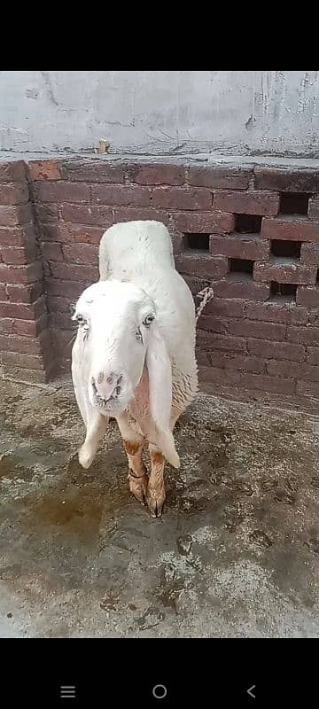 kajli female sheep with 2 m0nth child 0