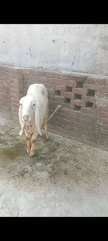 kajli female sheep with 2 m0nth child 1