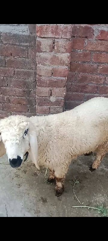 kajli female sheep with 2 m0nth child 2