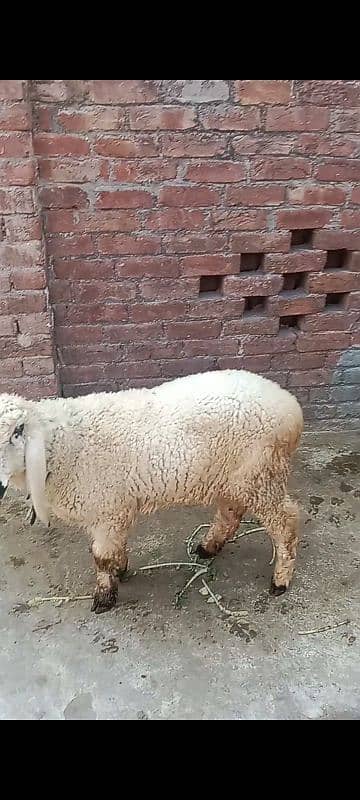 kajli female sheep with 2 m0nth child 3