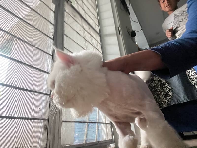 available Persian male cat age 2 years 1