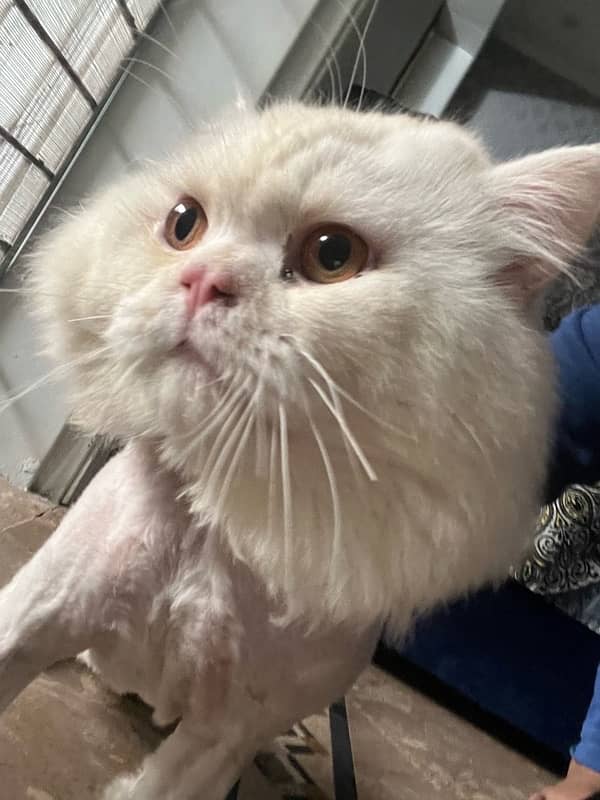 available Persian male cat age 2 years 2