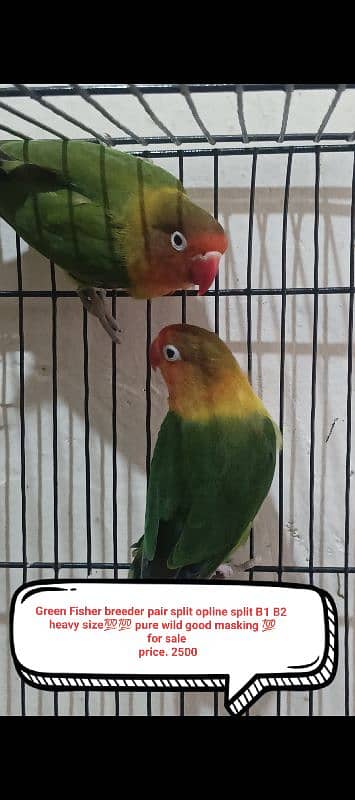 love birds breeder 1