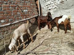 makhi cheena breeder bacha or 2 addad Desi bakery Bachy for sale