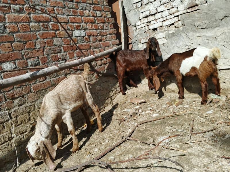 makhi cheena breeder bacha or 2 addad Desi bakery Bachy for sale 0